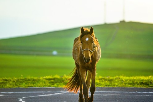 Gao's Horse Ranch