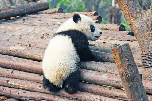 Panda in Chengdu