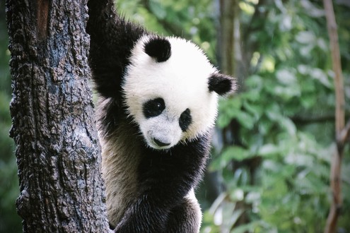 Panda baere in chengdu