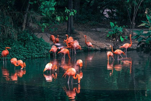 Guangzhou Zoo