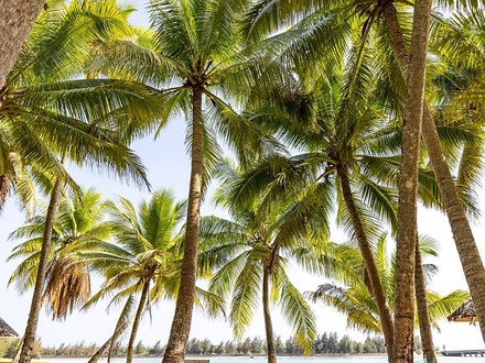 Dongjiao Coconut Grove Scenic Area