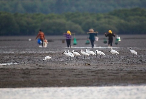 Xinying Mangrove National Wetland Park