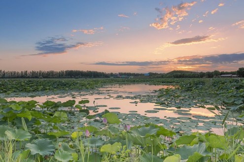 Yinchuan Mingcui Lake National Wetland Park