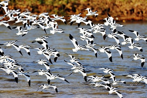 Nanhui Dongtan Marsh Wetland Park