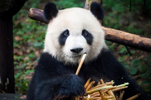 Chengdu Research Base of Giant Panda Breeding