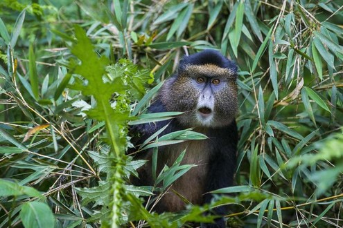 Golden Monkey Nature Reserve