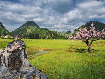 Blumenkohl-Rübe Miao Öko-Tourismus-Dorf